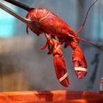 Get the Best Frozen Lobster Meat Online with Top Delivery and Great Deals from Maine