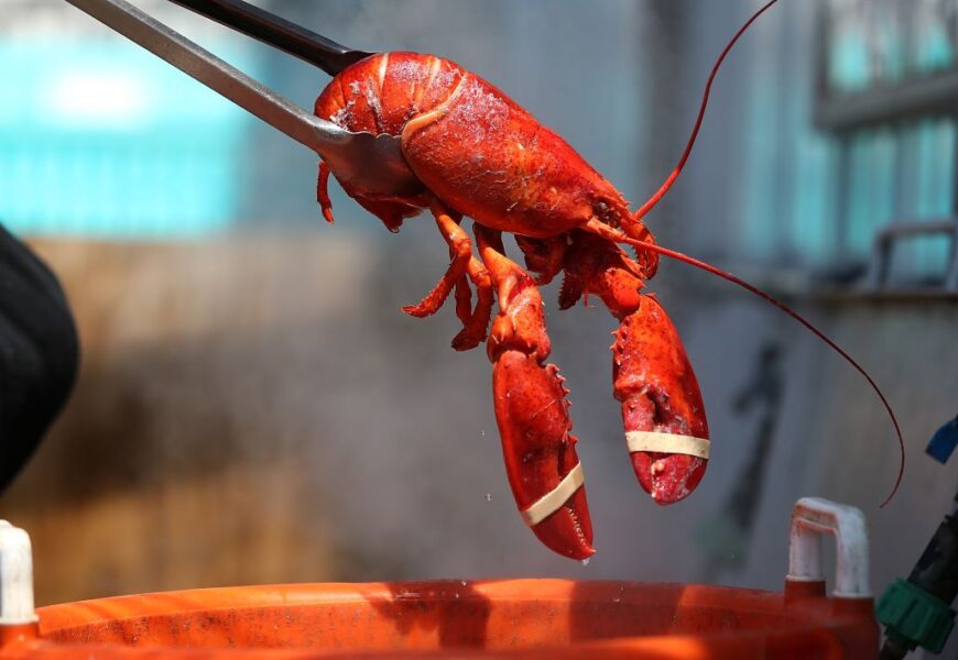 Get the Best Frozen Lobster Meat Online with Top Delivery and Great Deals from Maine