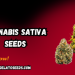 Cannabis Sativa Seeds